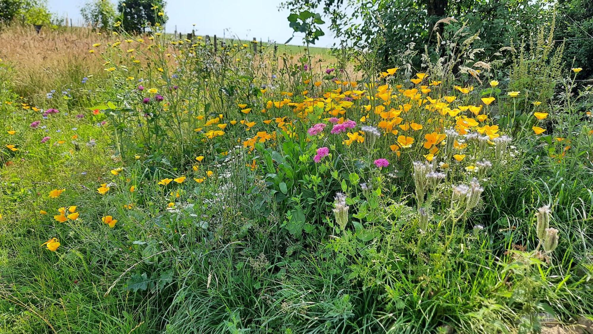 Wellness Ferienwohnung Biene Im Bergischen Land Much Exteriör bild